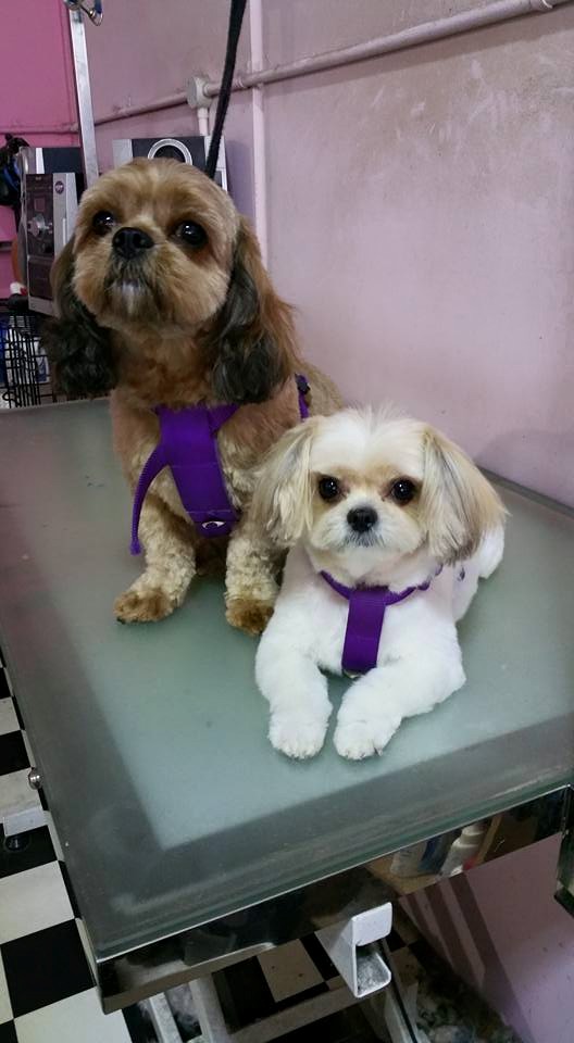 Top Unleashed Dog Grooming  Learn more here 